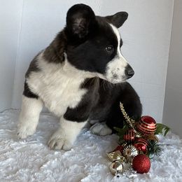 Ziggy - Brindle and white male Cardigan Welsh Corgi puppy in Pattonville, Texas from Espuela Cardigan Welsh Corgis