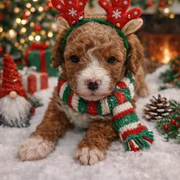 Rudolph - Red  male Goldendoodle puppy in Otisville, Michigan from Danie’s Darling Doodles LLC