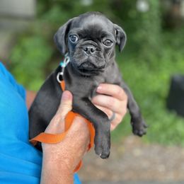 Pug All Grown Up from Pack of Pugs