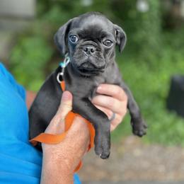 Pug All Grown Up from Pack of Pugs