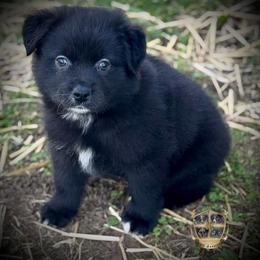 Amor - Black & white male Miniature Australian Shepherd puppy in El Dorado Springs, Missouri from HP Aussie Kennels