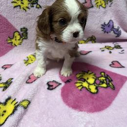 Beau - Blenheim male Cavachon puppy in Hudson, Massachusetts from Lindsey's Waggingtails Cavachons & Cavaliers