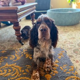 Copper - English Springer Spaniel