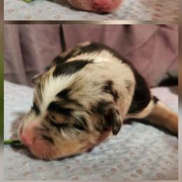 Charlie - Blue merle male Miniature Australian Shepherd puppy in Macomb, Missouri from Faunus Farms and Aussies