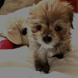 Lhasa Apso Puppies from Tibetan Tails