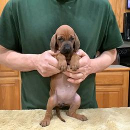 Miss Pink - Red female Redbone Coonhound puppy in Madisonville, Tennessee from Blackstone Valley Hounds