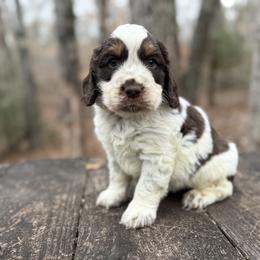 Echo - Liver white and roan male English Springer Spaniel puppy in Comer, Georgia from Stratton Spaniels