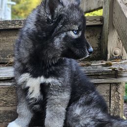 Magnolia - Agouti and white female Siberian Husky puppy in Lakebay, Washington from Cascade Siberians