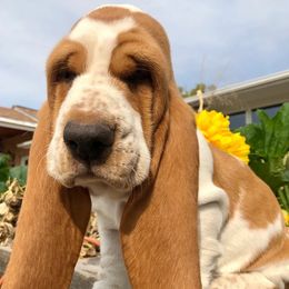 Basset Hounds from On My Way 2U Acres