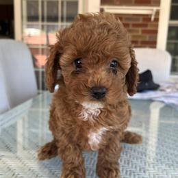 Girl 2 - female Cockapoo puppy in Amherst, Ohio from Cockapoo Companions