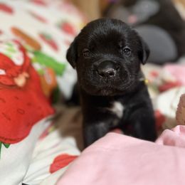 Yellow - Black male Cane Corso puppy in Opelousas, Louisiana from Azelees Cane Corso
