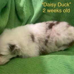 Daisy Duck - Red merle female Australian Shepherd puppy in Hammond, Louisiana from Gold Ring Australian Shepherds