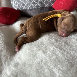Girl 4 “Sporty spice” - Red Cockapoo puppy in Chesapeake, Virginia from Chesapeake Cockapoos