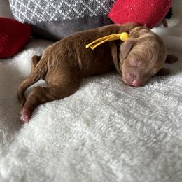 Girl 4 “Sporty spice” - Red Cockapoo puppy in Chesapeake, Virginia from Chesapeake Cockapoos