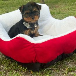 Bentley - Black and gold male Yorkshire Terrier puppy in Cape Coral, Florida from Moon Ranch Puppies