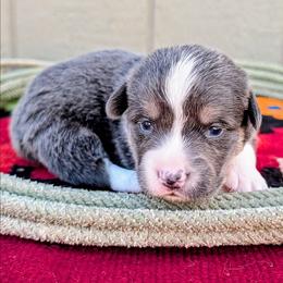 Jordan - Gray and white male American Corgi puppy in Shawnee, Oklahoma from Sunray Ranch