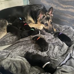 German Shepherd Puppies from Nosey Shepherds