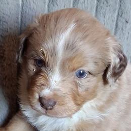 JOHNATHON - Red merle male Miniature American Shepherd puppy in Goldendale, Washington from Amulet Charm