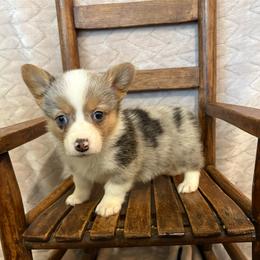 Scamp - Blue merle and white male American Corgi puppy in Decatur, Texas from Bar S Corgis