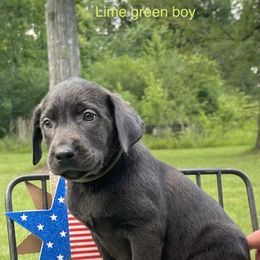 Dilute Retriever and Labrador Retriever Puppies from Cooper Charcoal Labs