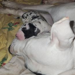 Red Male - Harlequin male Great Dane puppy in Gig Harbor, Washington from Lakaya Danes