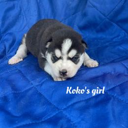 Koko's girl - Black and white female Siberian Husky puppy in Ocala, Florida from Florida Husky Puppies