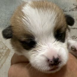 Lime green collar, female - Red female Pembroke Welsh Corgi puppy in Gloucester County, Virginia from Gainesfield Labradors and Pembroke Welsh Corgis