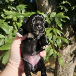 Purple Girl - Black female Miniature Schnauzer puppy in Lake Charles, Louisiana from Du Lac Miniature Schnauzers
