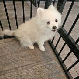 Clyde - White male Pomsky puppy in Modesto, California from SelfiePoms