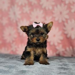 Pup 3 - Black and gold female Yorkshire Terrier puppy in Polk City, Florida from Yorkies by Casey