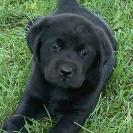 Labrador Retrievers and Shetland Sheepdogs from Enchanted Labradors & Shelties