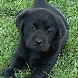 Labrador Retrievers and Shetland Sheepdogs from Enchanted Labradors & Shelties