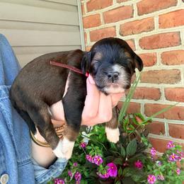 Victoria - Sable female Bernedoodle puppy in Denver, Pennsylvania from Greenview Puppies