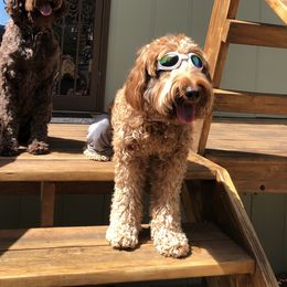Cayenne - Australian Labradoodle