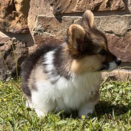 Pembroke Welsh Corgi Puppies from S&K Woodwickcorgis