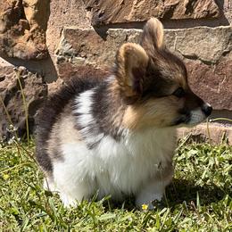 Pembroke Welsh Corgi Puppies from S&K Woodwickcorgis