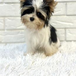 Gemma - Black tan and white female Biewer Terrier puppy in Greenwood, South Carolina from Sweet Southern Puppies