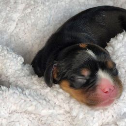 Cavalier King Charles Spaniel Puppies from The Country Beehouse