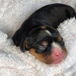 Cavalier King Charles Spaniel Puppies from The Country Beehouse