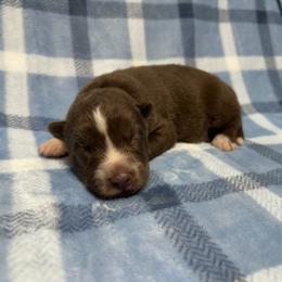AKC Phoenix - Red and white male Siberian Husky puppy in Centreville, Maryland from Huskies By the Bay