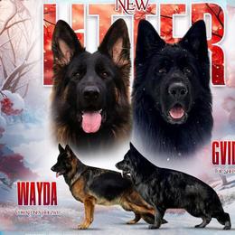 Wayda - German Shepherd