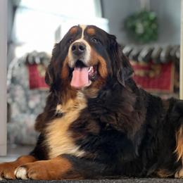 Raine - Bernese Mountain Dog