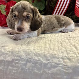 Immanuel - Chocolate and cream male Dachshund puppy in Hensley, Arkansas from The Dachshund Barn