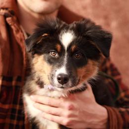 Australian Shepherd and Miniature American Shepherd Puppies from Alolan Angel Aussies