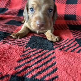 Cupid - Sable male Dachshund puppy in Garfiled, Arkansas from Iron Bear Livestock & Dachshunds