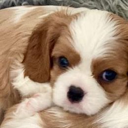 Boy 3 - Blenheim Cavalier King Charles Spaniel puppy in Mt. Ulla, North Carolina from Divine Cavaliers