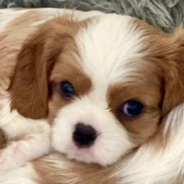 Boy 3 - Blenheim Cavalier King Charles Spaniel puppy in Mt. Ulla, North Carolina from Divine Cavaliers