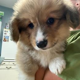 Star - Red male Pembroke Welsh Corgi puppy in Bloomfield, Iowa from Beebe’s Corgis & Doxies