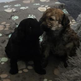 Maltipoo Puppies from Fasnacht Fuzzy Maltipoos LLC