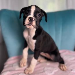 Girl 3 - Brindle female Boxer puppy in Prestonsburg, Kentucky from Diamond Standard Boxers